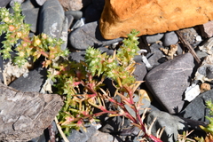 Salsola komarovii