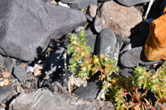Salsola komarovii
