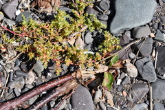 Salsola komarovii