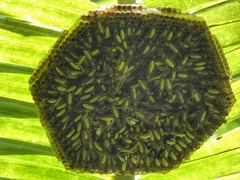 Apoica pallens image