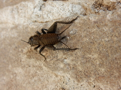Melanogryllus desertus