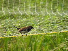 Lonchura leucogastroides