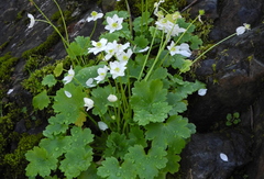 Kumlienia hystricula