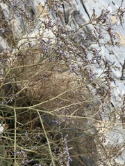 Limonium brevipetiolatum