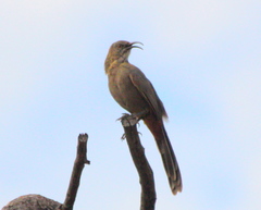 Toxostoma crissale