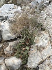 Limonium brevipetiolatum