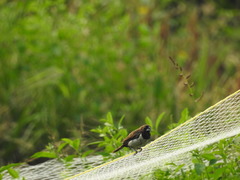 Lonchura leucogastroides