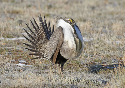 Greater Sage-Grouse