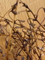 Thalictrum alpinum