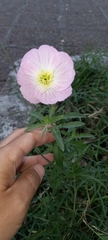 Oenothera speciosa