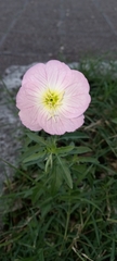 Oenothera speciosa