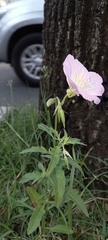 Oenothera speciosa