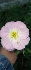 Oenothera speciosa