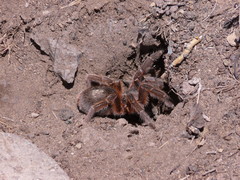 Grammostola