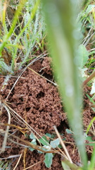 Anochetus