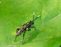 Macrophya trisyllaba