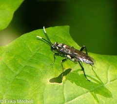 Macrophya trisyllaba