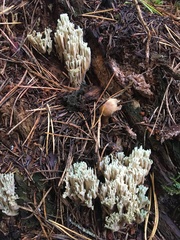 Ramaria apiculata