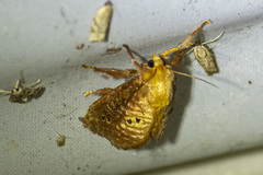 Doratifera quadriguttata