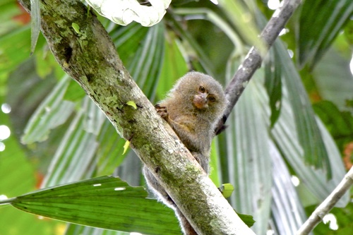 Cebuella niveiventris