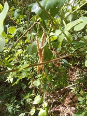 Senna pendula glabrata