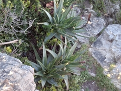 Aloe succotrina