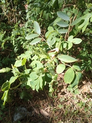 Senna pendula glabrata