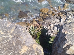 Aloe succotrina