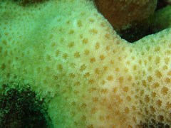 Goniastrea stelligera