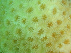 Goniastrea stelligera