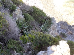 Aloe succotrina