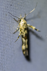 Stathmopoda melanochra
