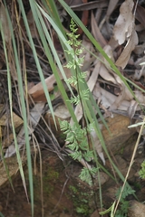 Cheilanthes sieberi