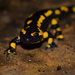 Barred Fire Salamander - Photo (c) Alexandre Roux, some rights reserved (CC BY-NC-SA)