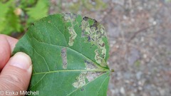 Stigmella populetorum