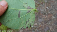 Stigmella populetorum