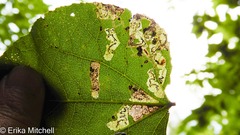 Stigmella populetorum