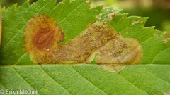 Cameraria betulivora