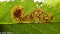 Cameraria betulivora