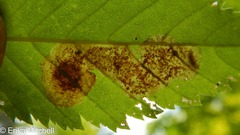 Cameraria betulivora