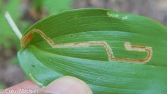 Liriomyza smilacinae