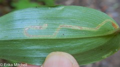 Liriomyza smilacinae