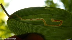 Liriomyza smilacinae