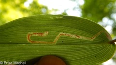 Liriomyza smilacinae