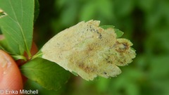 Agromyza valdorensis