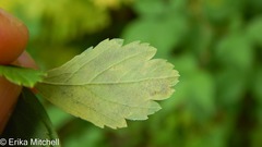 Agromyza valdorensis