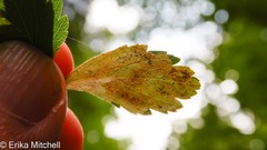 Agromyza valdorensis