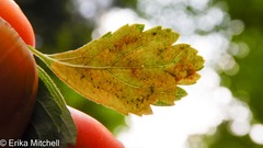 Agromyza valdorensis