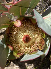 Protea recondita