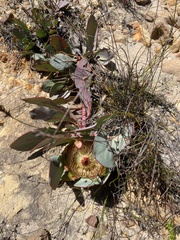 Protea recondita